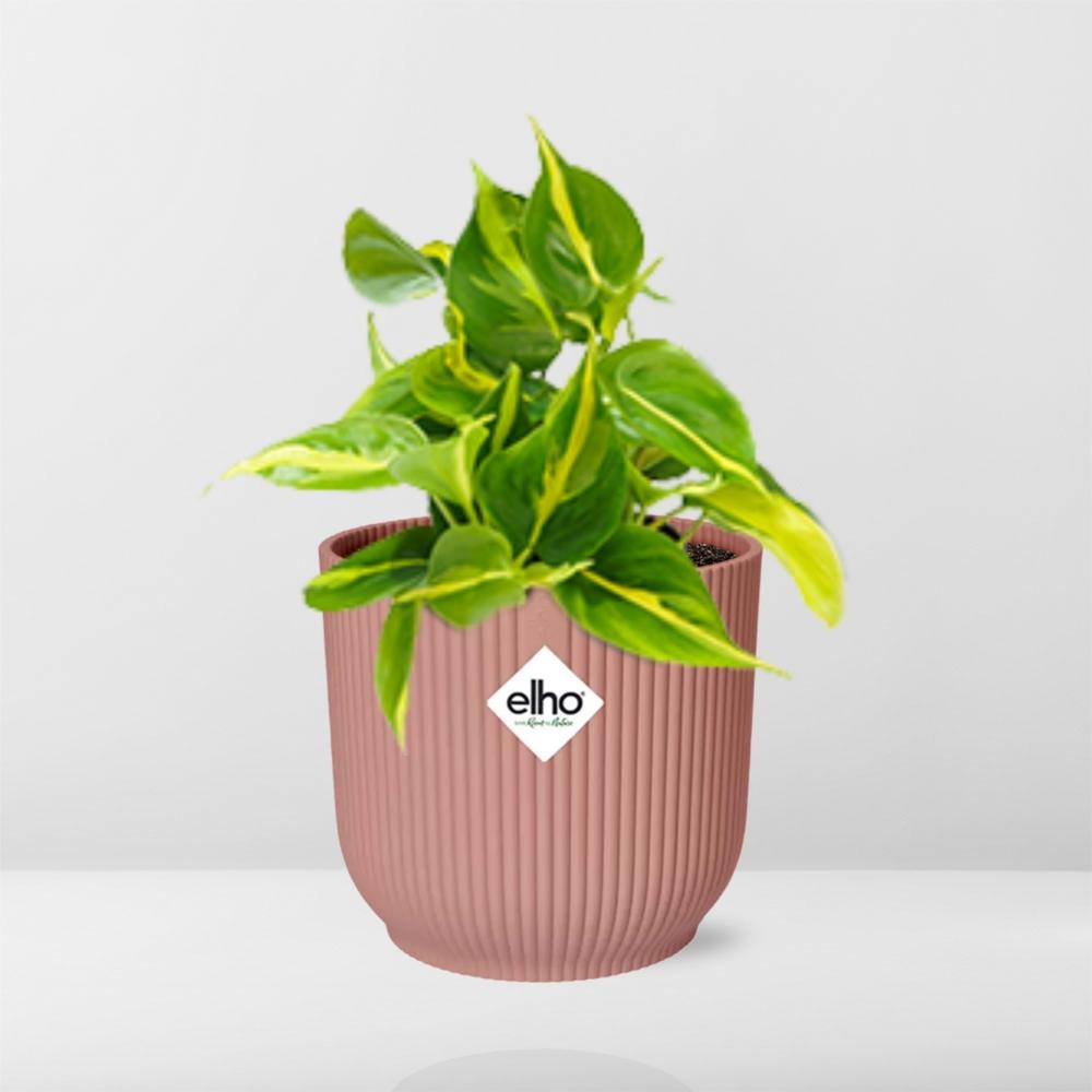 Philodendron Brasil Indoor Plant - Air Purifying Houseplant