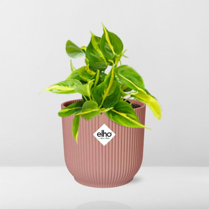 Philodendron Brasil Indoor Plant - Air Purifying Houseplant