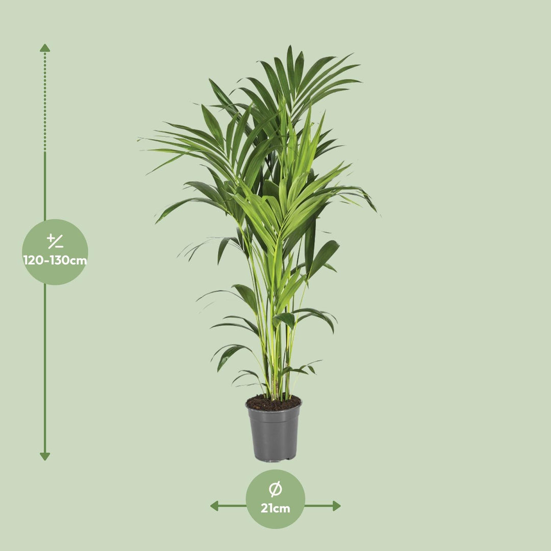 Kentia Palm Howea Forsteriana 130cm - Large Indoor Plant Air Purifier