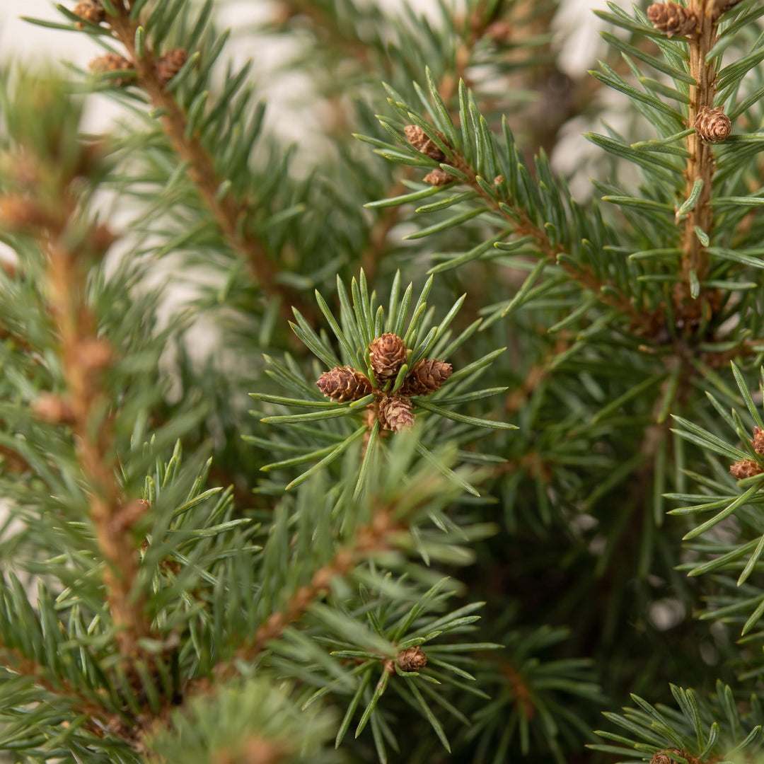 Pack of 4 potted dwarf spruce Christmas trees, 65cm in 17cm pots - view 4