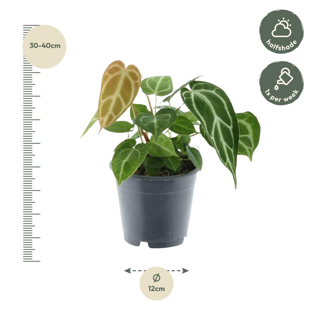 Anthurium Crystallinum - Velvety Heart-Shaped Leaves Houseplant