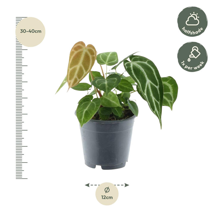 Anthurium Crystallinum - Velvety Heart-Shaped Leaves Houseplant