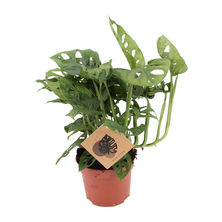 Monstera Deliciosa Plant 12cm Pot - Swiss Cheese Plant 30cm