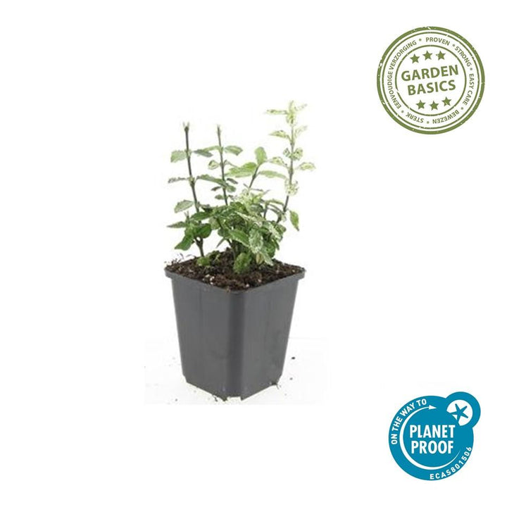 40x Euonymus fortunei Harlequin - Variegated Evergreen Ground Cover