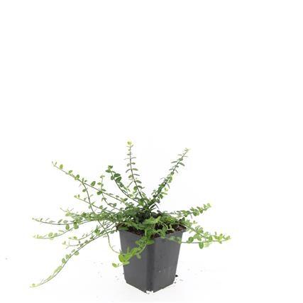 48x Euonymus fortunei 'Minimus' - Compact Evergreen Ground Cover - 10-25cm