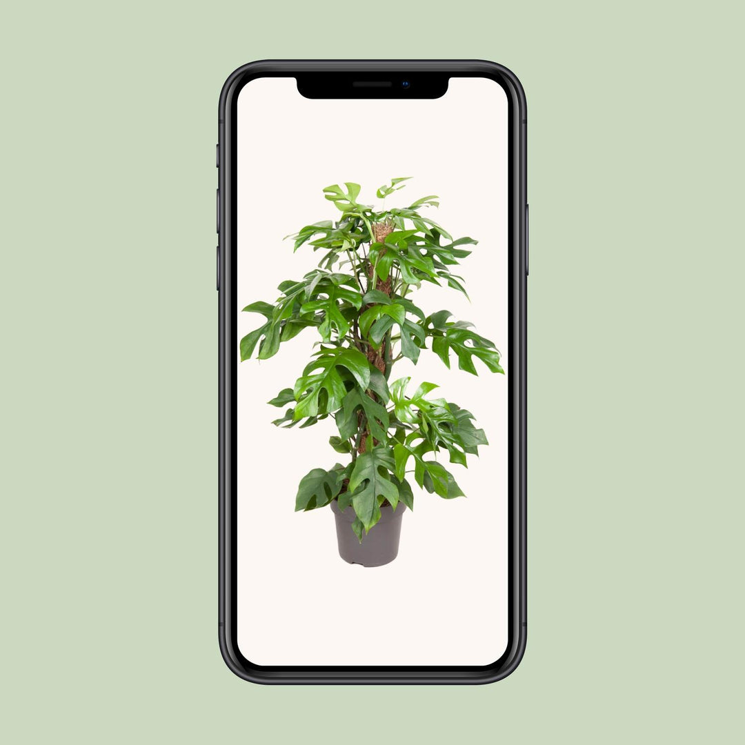 Monstera Minima Plant 80cm - Mini Monstera Swiss Cheese Plant 19cm Pot