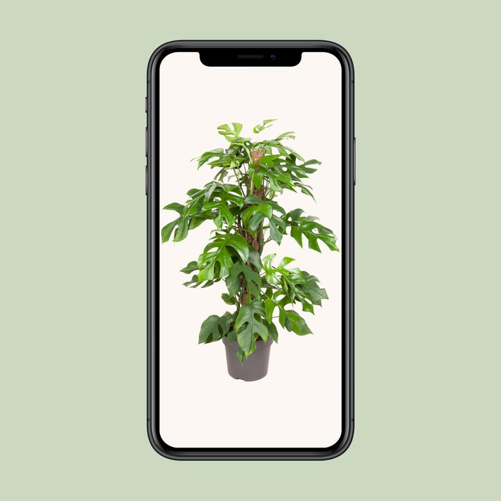 Monstera Minima Plant 80cm - Mini Monstera Swiss Cheese Plant 19cm Pot