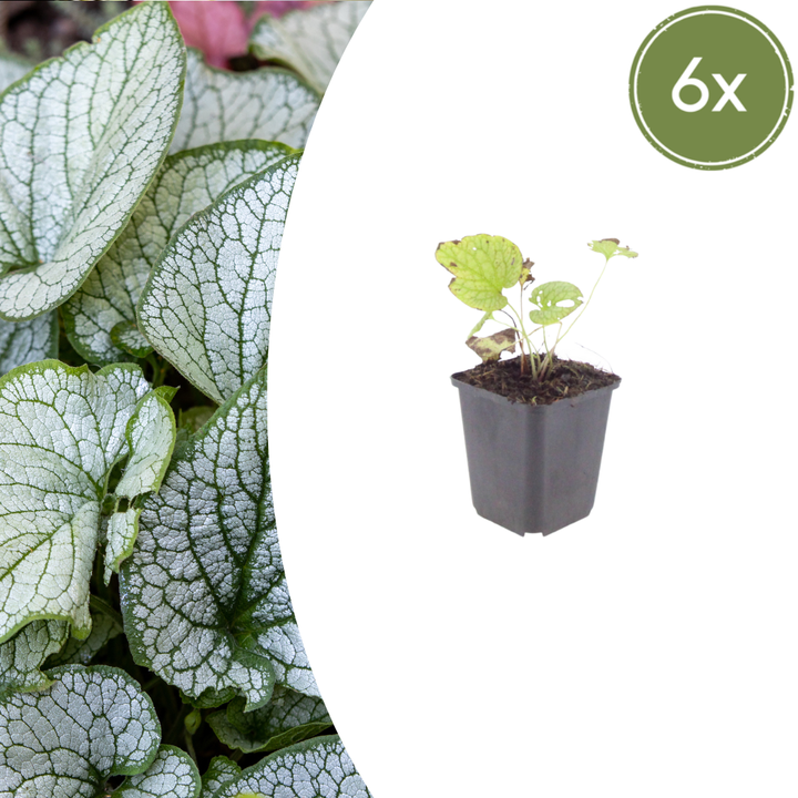 Healthy foliage and strong roots close-up of 6x Brunnera macr. 'Jack Frost' - ↕10-25cm - Ø9cm
