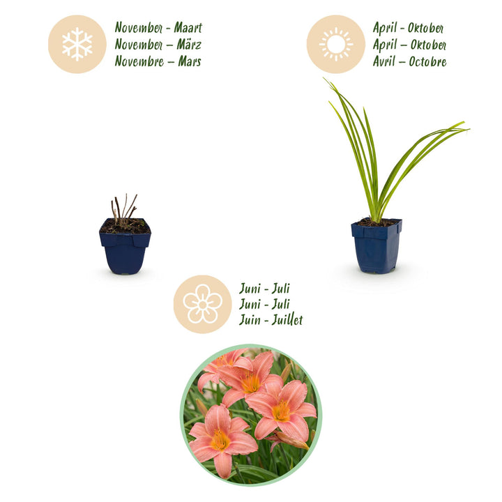 24 Hemerocallis 'Pink Damask' daylily plants in 11cm pots, 15-25cm tall - view 4