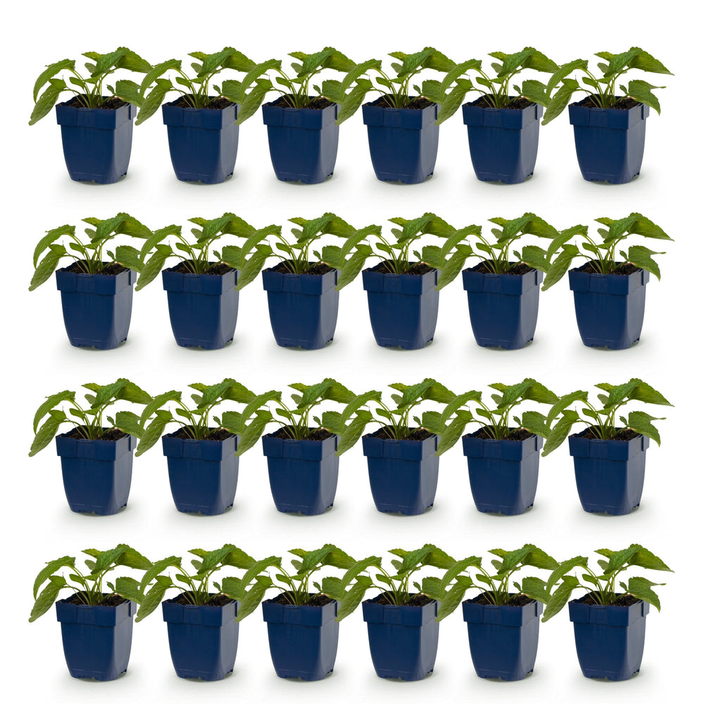 Pack of 24 Rudbeckia fulgida 'Goldsturm' black-eyed Susan plants in 11cm pots - view 2
