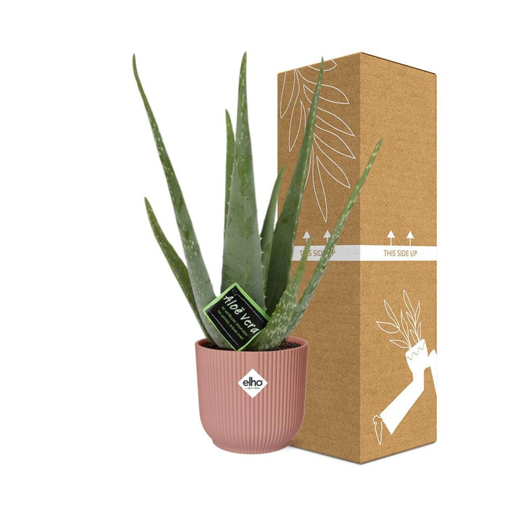 Aloe Vera Plant 12cm - Air Purifying Succulent Houseplant