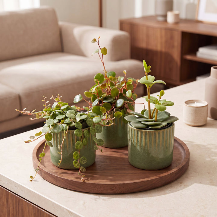 3x Baby Peperomia Mix plants in growing pots, image 3