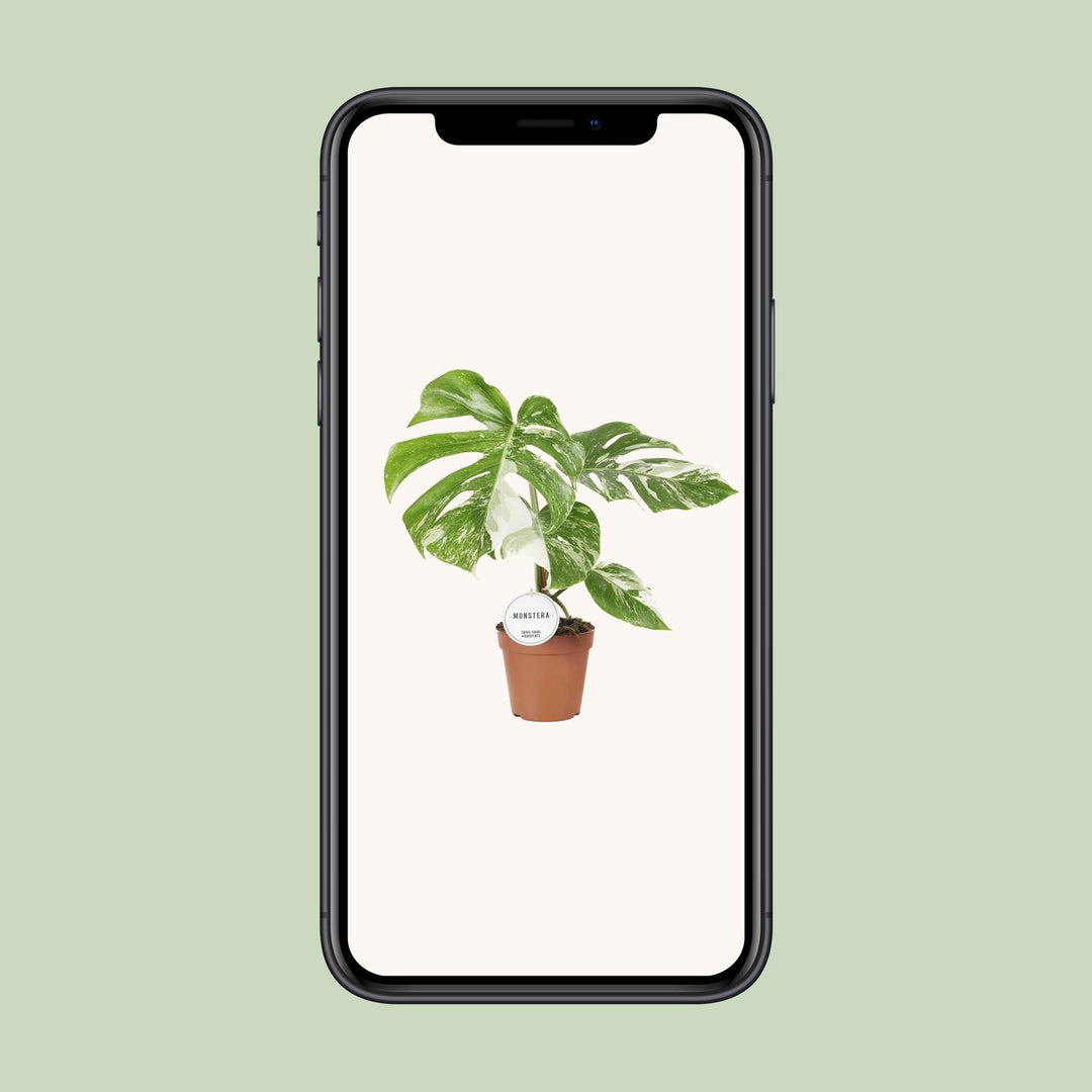Monstera Deliciosa Swiss Cheese Plant - 45cm Indoor Houseplant