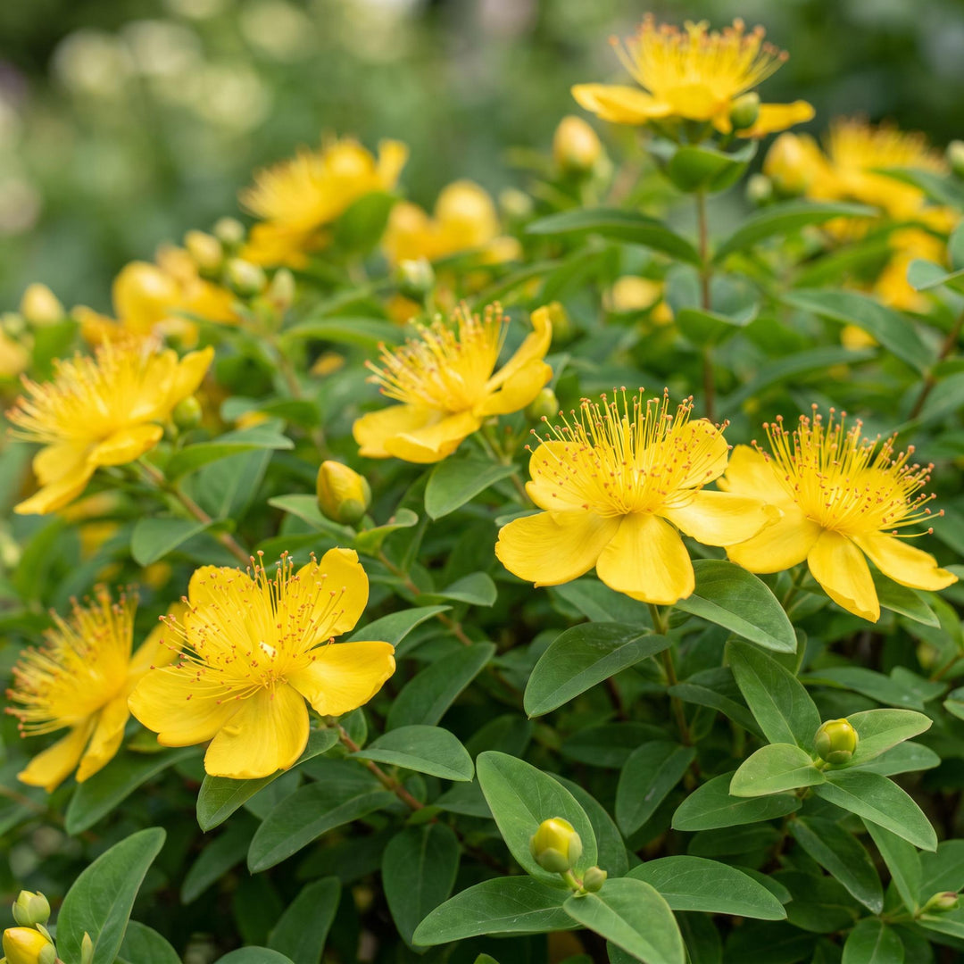 24x Hypericum calycinum Rose of Sharon plants in 11cm pots - view 5