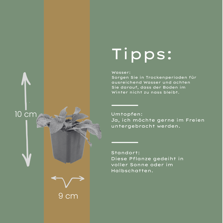 48x Symphytum grand. 'Wisley Blue' - ↕10-25cm - Ø9cm