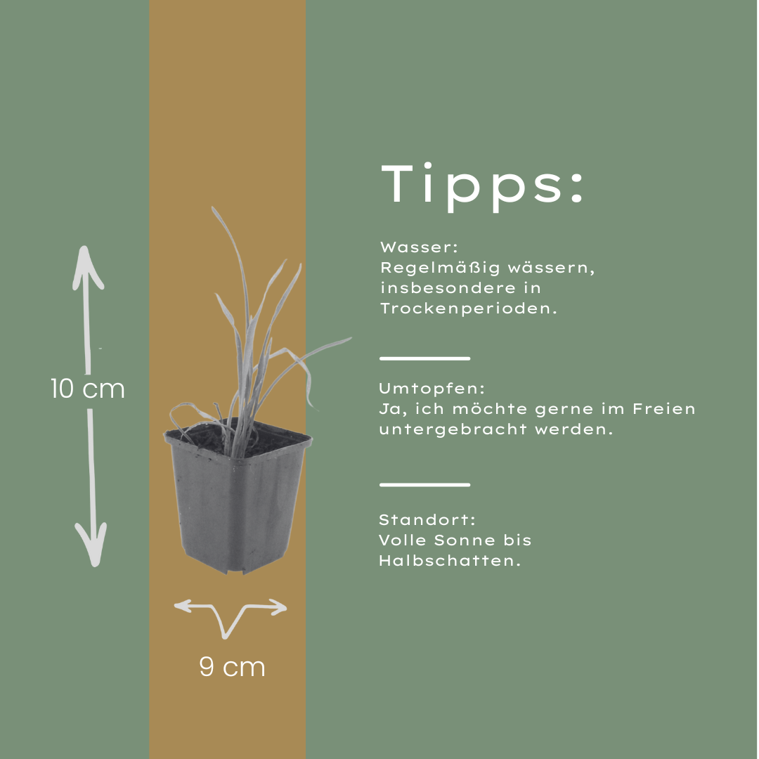 6x Hemerocallis 'Stella de Oro' - ↕10-25cm - Ø9cm