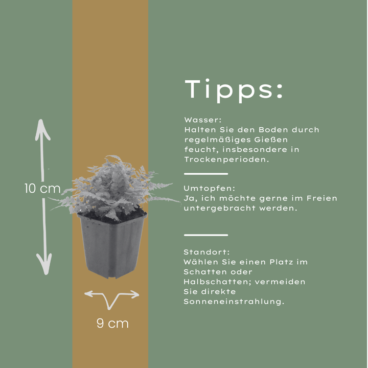 60x Dryopteris filix-mas - ↕10-25cm - Ø9cm