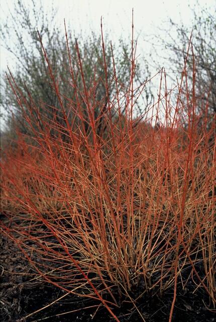 40x Cornus Midwinter Fire - Bloodtwig Dogwood 10-25cm - Ø9cm