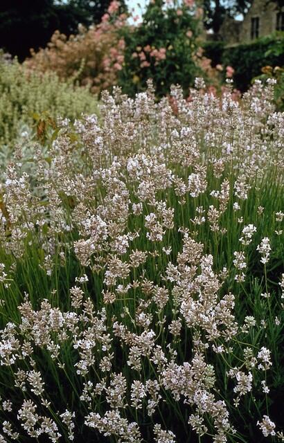 48x White Lavandula 'Edelweiss' - Fragrant Hardy Lavender - 9cm Pot
