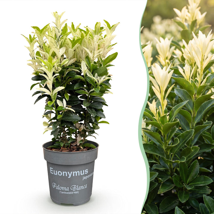 40x Euonymus japonica Paloma Blanca - Spindle - Hedge Plants - Evergreen - Green - White - Pot 9cm - Height 20-30cm