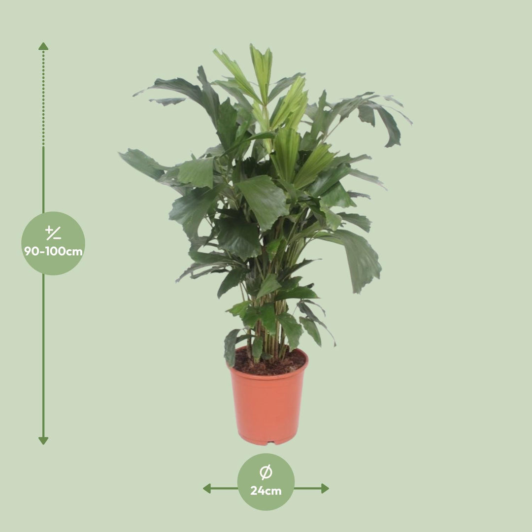 Caryota Mitis Fishtail Palm 110cm - Air Purifying Indoor Plant