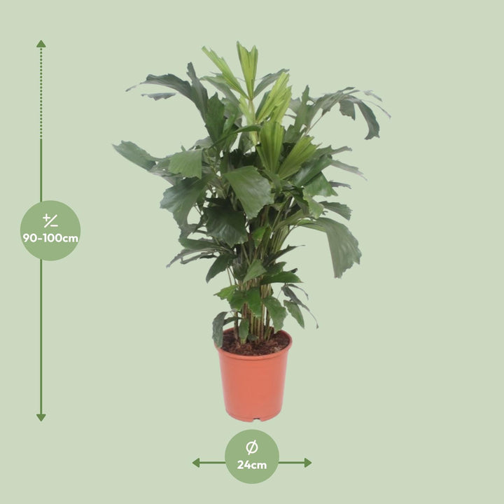 Caryota Mitis Fishtail Palm 110cm - Air Purifying Indoor Plant