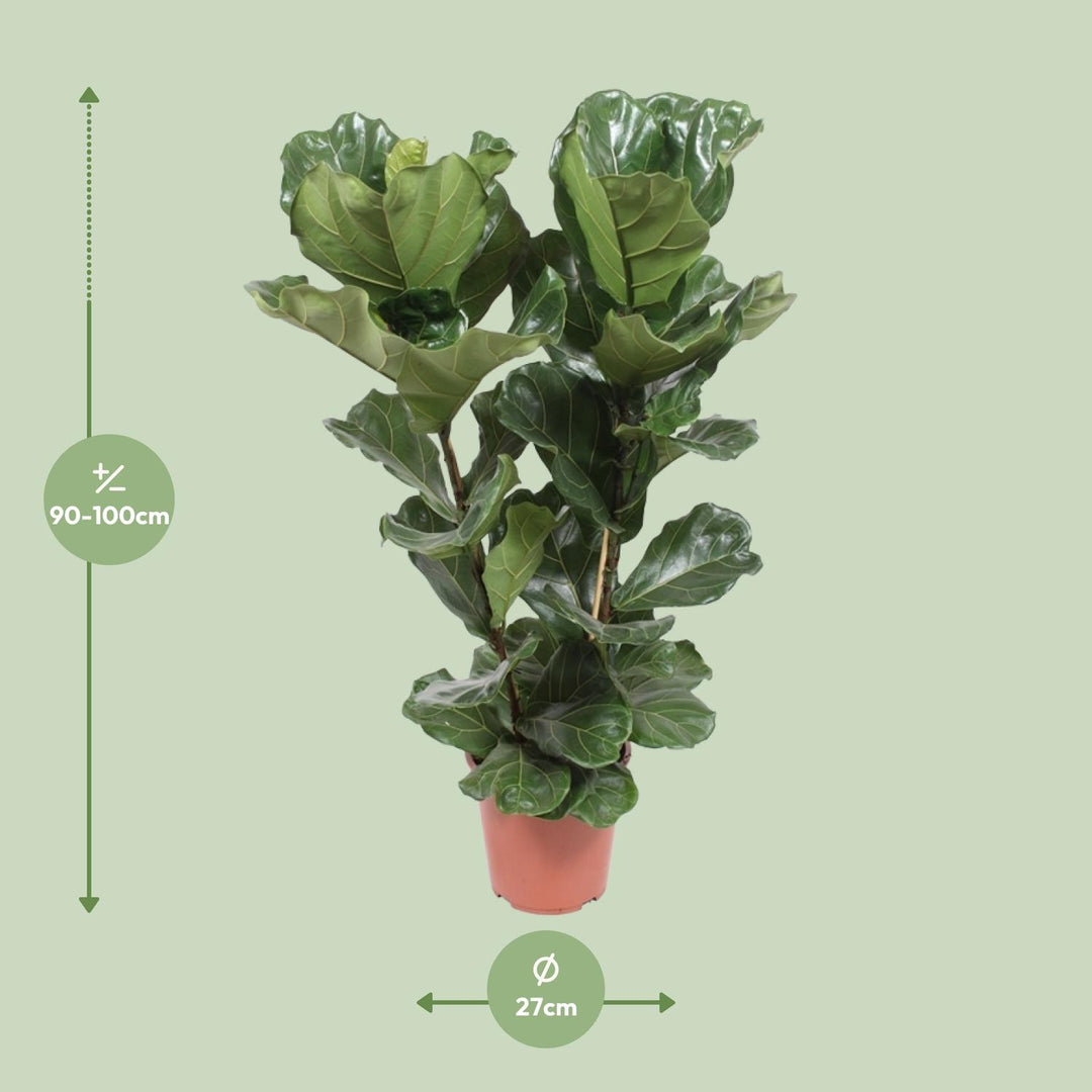 Fiddle Leaf Fig Plant - Ficus Lyrata 100cm Tall in 27cm Pot