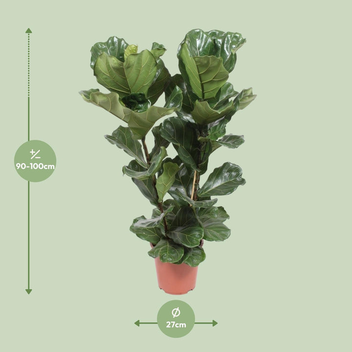 Fiddle Leaf Fig Plant - Ficus Lyrata 100cm Tall in 27cm Pot