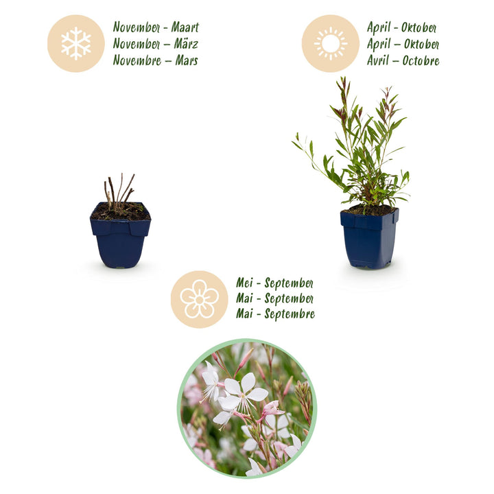 24x Gaura lindheimeri Whirling Butterflies plants in 11cm pots - view 4