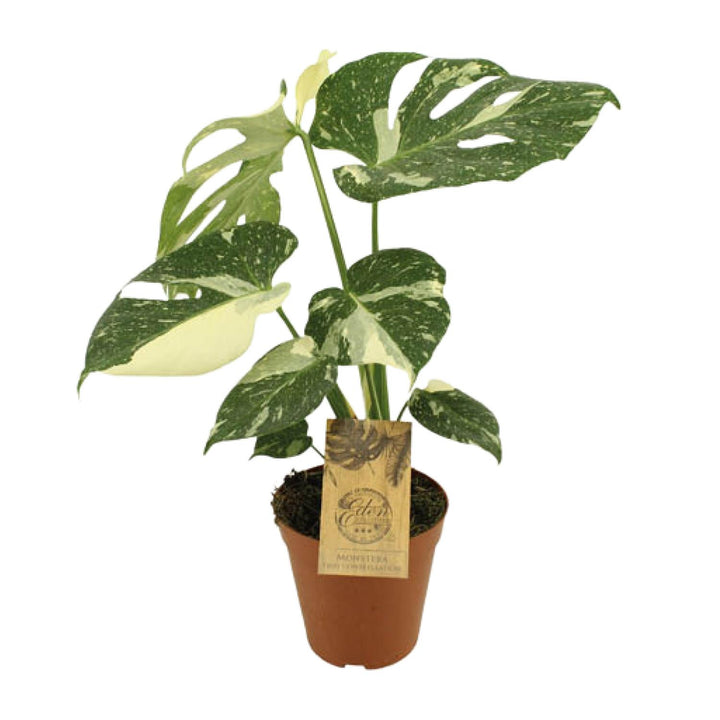 Monstera Thai Constellation 15cm Pot - Variegated Houseplant 50cm