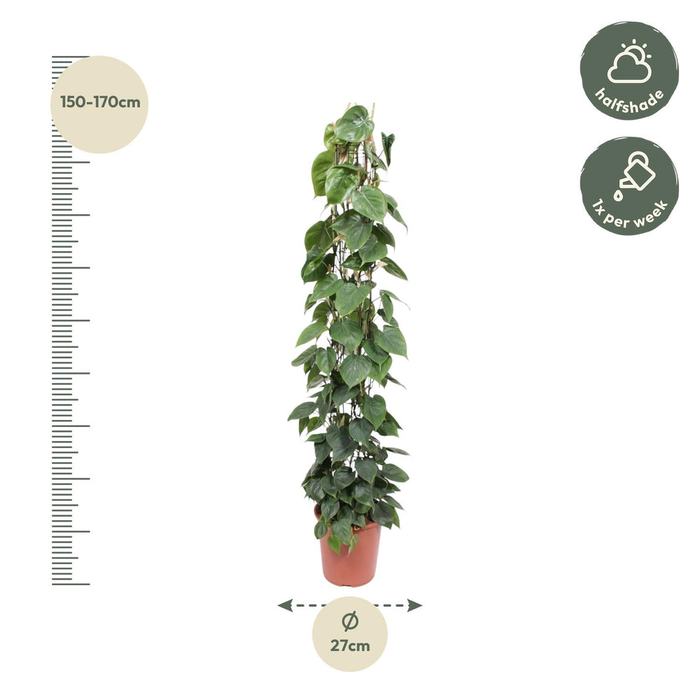 Philodendron Green Wonder houseplant with heart-shaped green leaves, 160cm tall, by Everspring