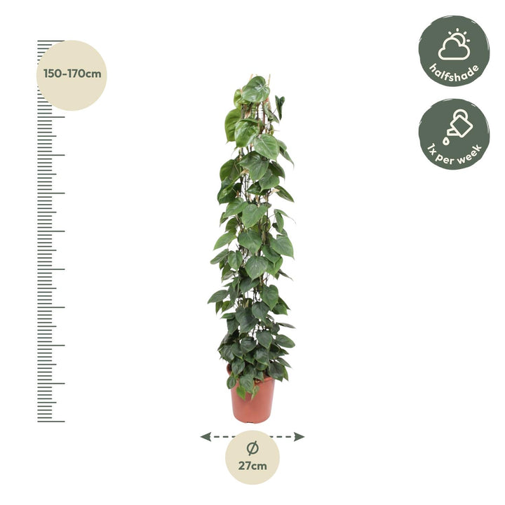 Philodendron Green Wonder houseplant with heart-shaped green leaves, 160cm tall, by Everspring