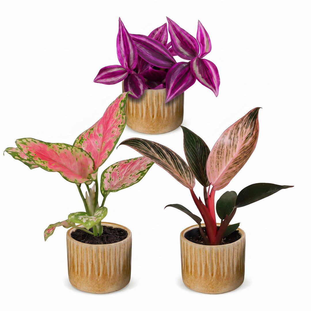 Baby Paradise Mix, 3 tropical houseplants in 6cm pots, image 2