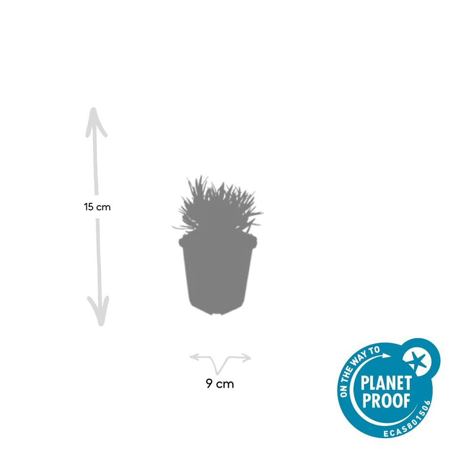 6x Lavandula int. 'Edelweiss' - ↕10-25cm - Ø9cm