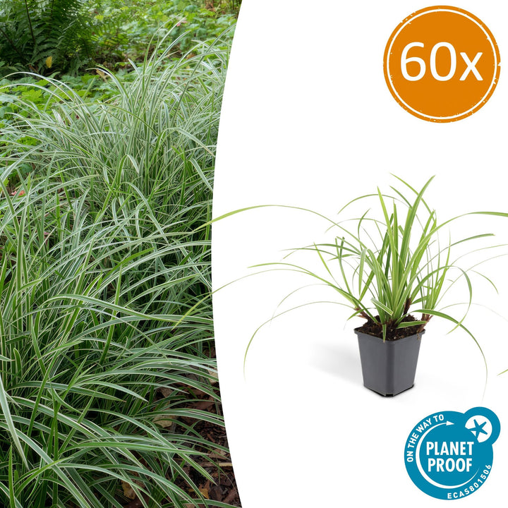 Carex Morrowii Ice Dance - Evergreen Ornamental Grass Groundcover