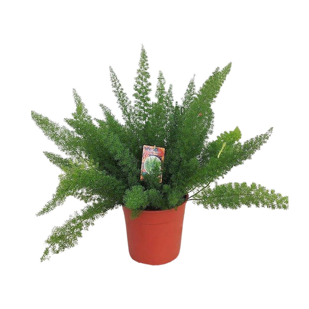 Green Asparagus Fern plant in a 27cm pot, 60cm tall, by Everspring, ideal for indoor air purification.