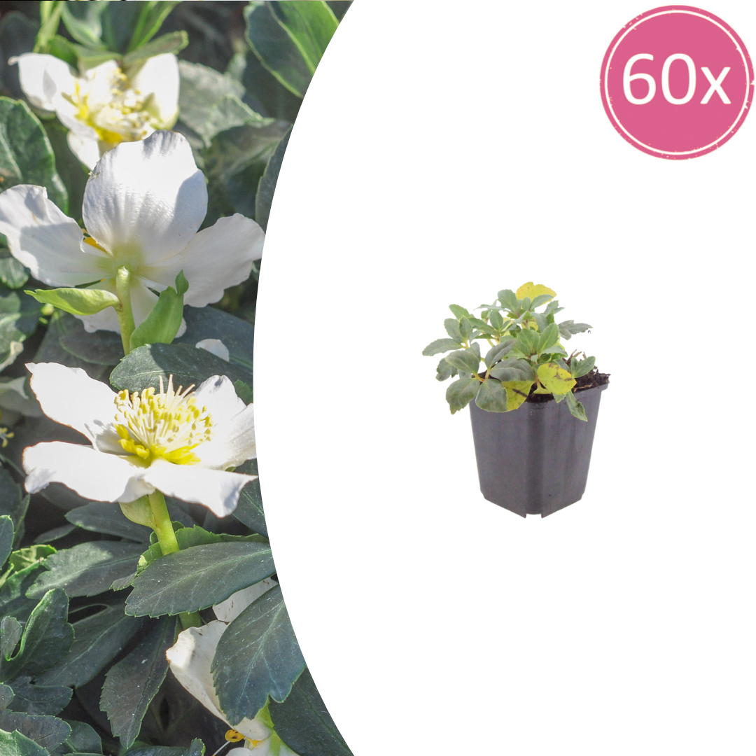 60x Helleborus orientalis - ↕10-25cm - Ø9cm