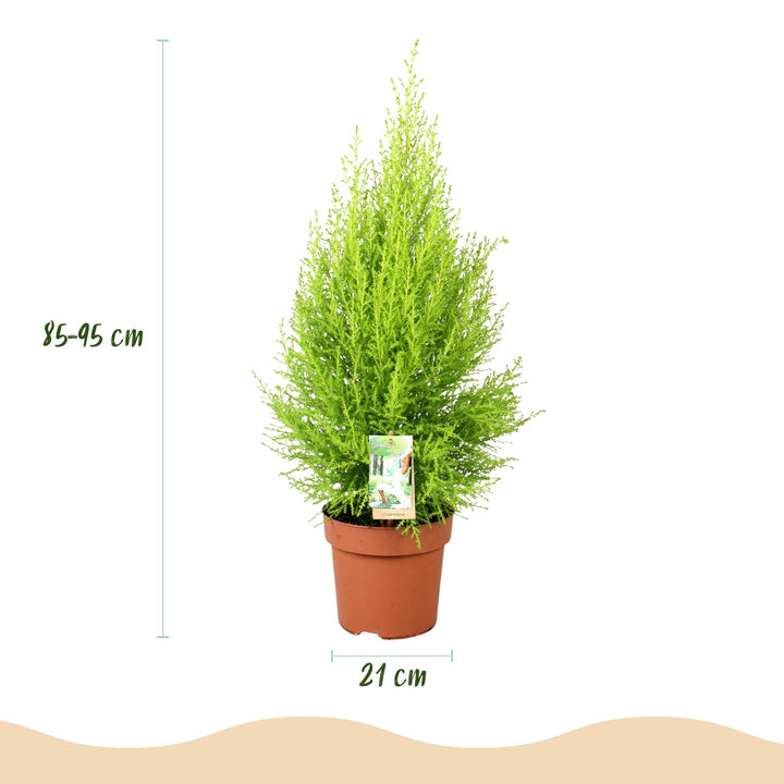 Cupressus 'Goldcrest Wilma' golden lemon-scented conifer, 21cm pot, 85-95cm - view 3