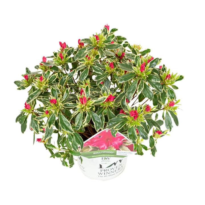 Rhododendron 'Bollywood' (Azalea) - Vibrant Pink Blooms - Ø19cm - ↕30-45cm