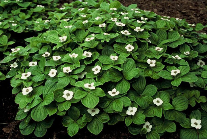 Cornus Canadensis Bunchberry Plants - White Flowering Groundcover