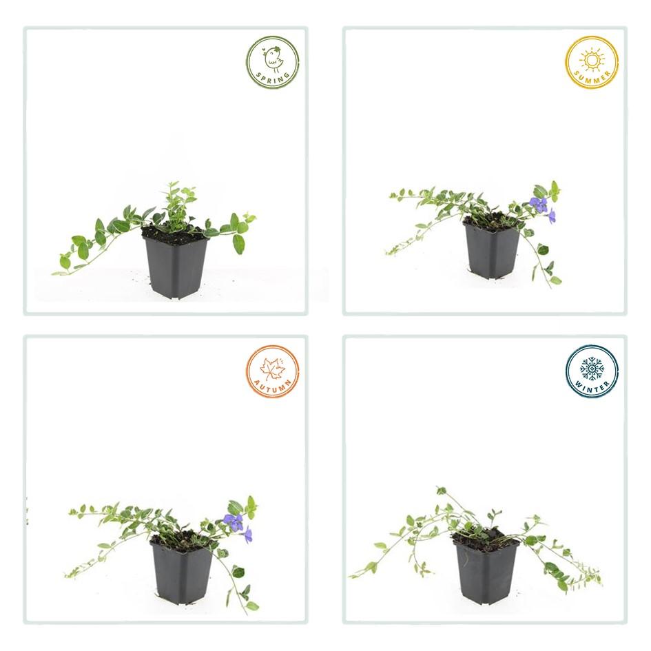 60x Variegated Vinca minor 'Argenteovariegata' - Evergreen Ground Cover