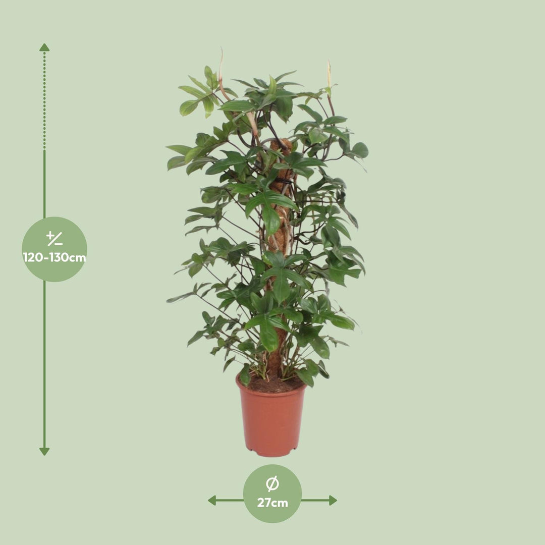 Philodendron Pedatum 130cm - Indoor Plant 27cm Pot - Easy Care