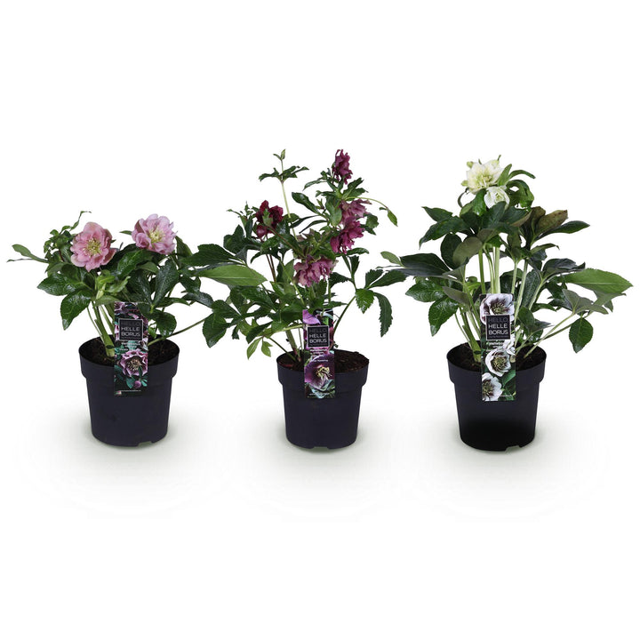 3x Helleborus orientalis 'Double Ellen' mixed colours Lenten Rose in 14cm pots - view 2