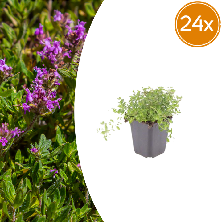 Creeping thyme (Thymus serpyllum) ground cover plants in 9cm pots, 24-pack for mat planting