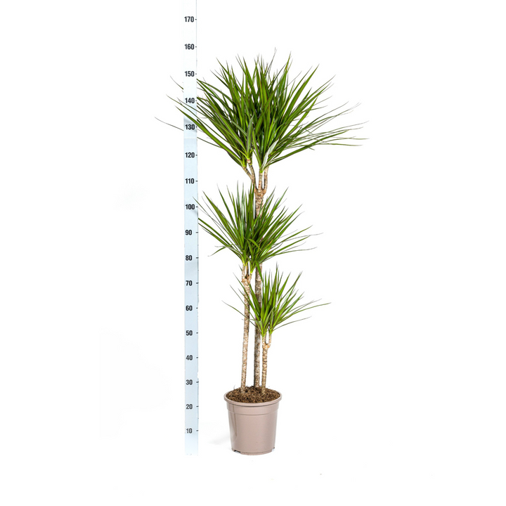 Dracaena Marginata Green 130-150cm — Madagascar Dragon Tree in 24cm pot, with basket