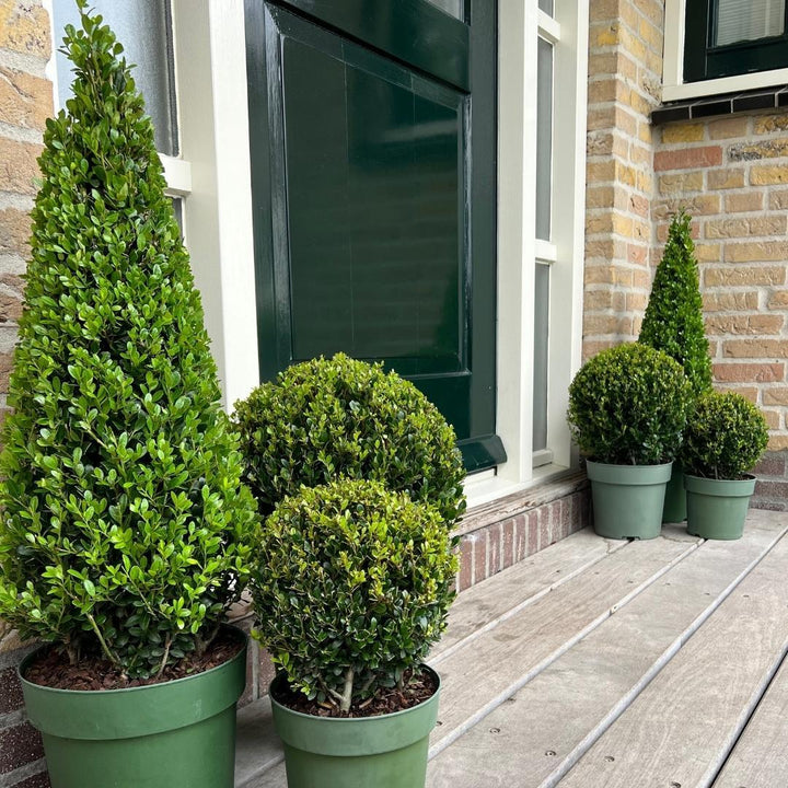 Ilex pyramide 55 cm hoog | Ø 21 cm