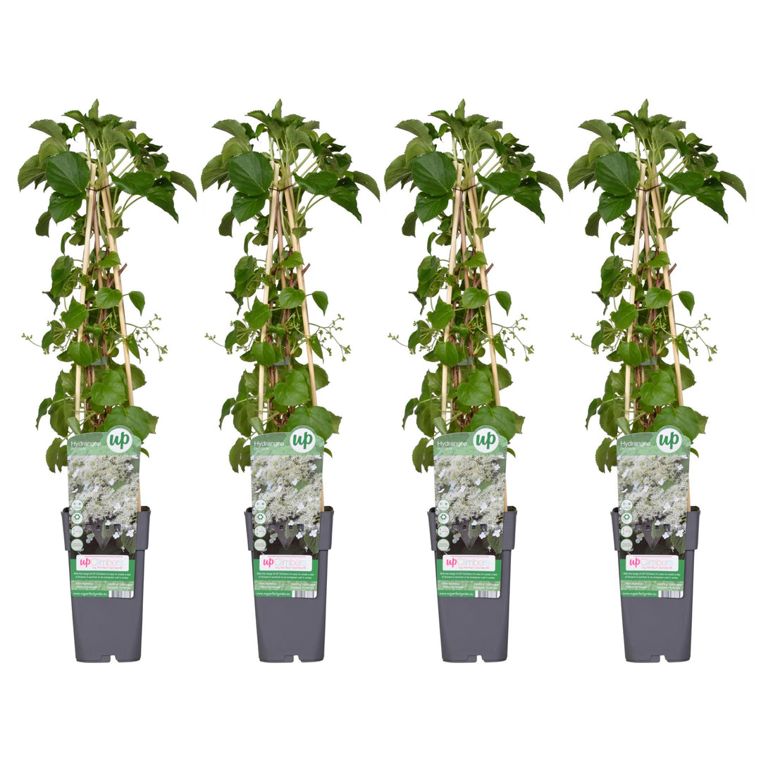 4x Climbing Hydrangea Petiolaris 65cm - Self-Clinging Shade Plant