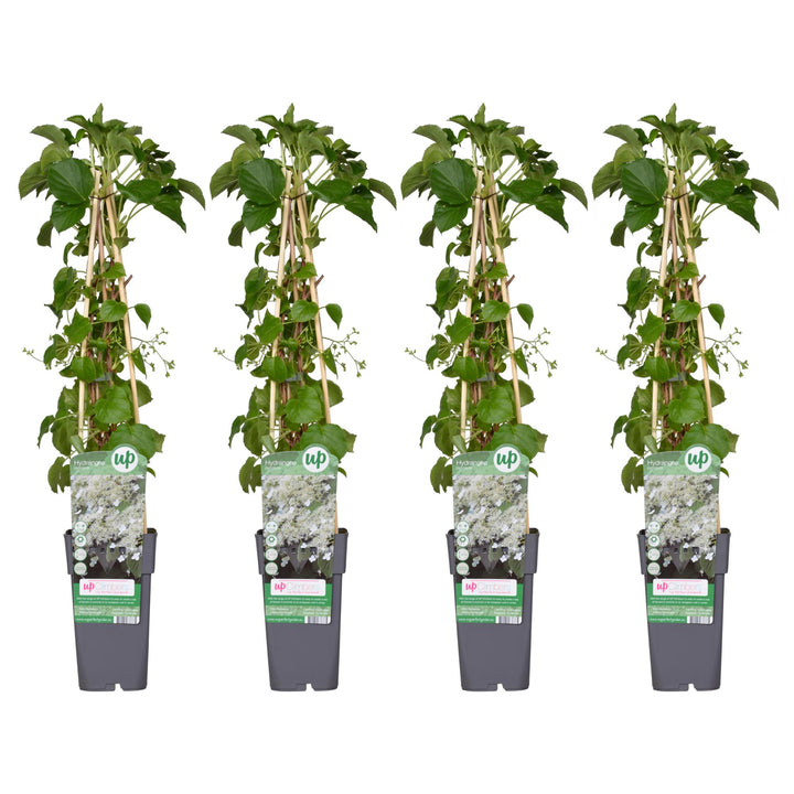 4x Climbing Hydrangea Petiolaris 65cm - Self-Clinging Shade Plant