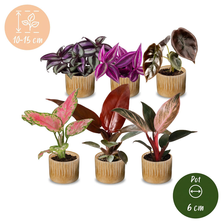 Baby Paradise Mix houseplants, pack of 6 in 6cm pots, image 5