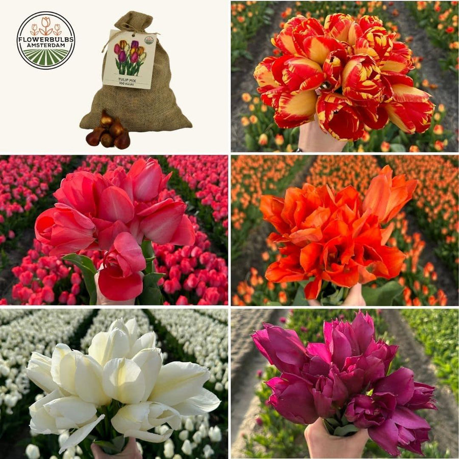 Super Tulip Mix value pack by Everspring, 100 sustainable bulbs for vibrant floral displays in various colors.